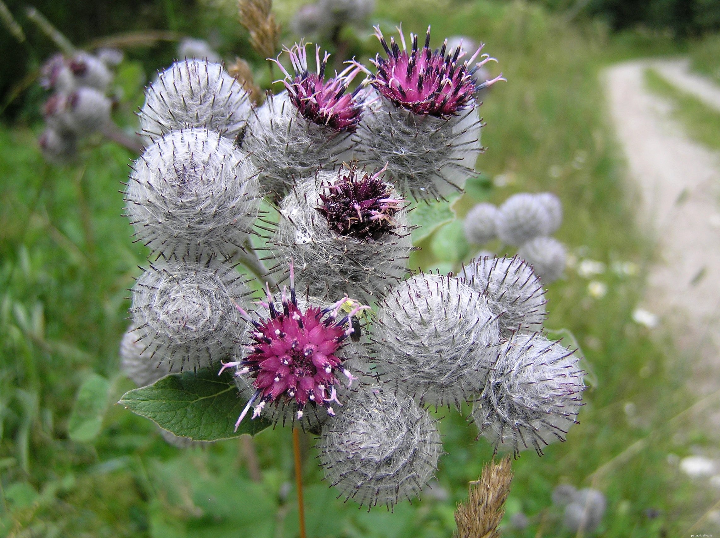 Burdock (Arctium lappa): Key Health Benefits for Dogs