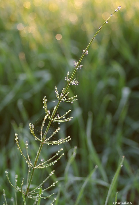 Horsetail (Equisetum arvense): Proven Benefits for Dogs & Cats