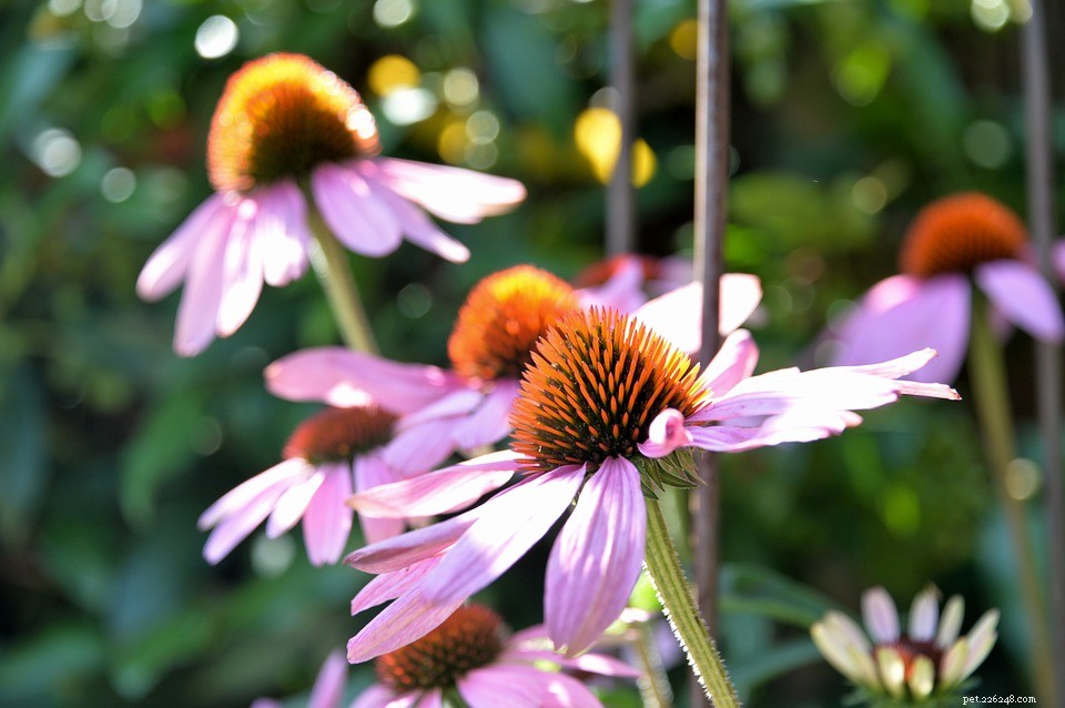 Echinacea: A Powerful Immunity Booster for Dogs & Cats
