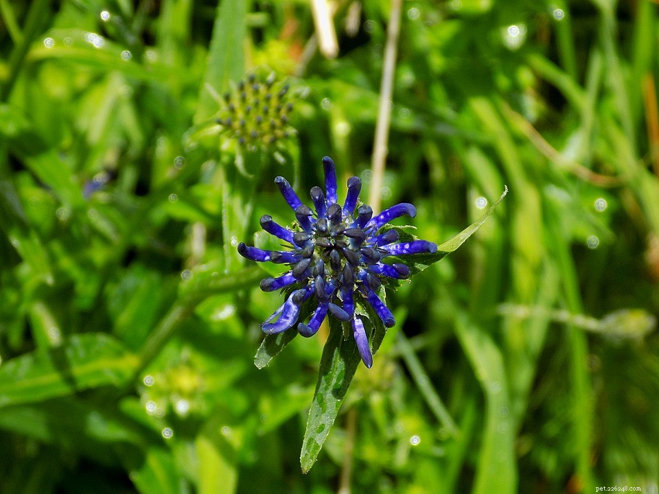 Devil’s Claw: Natural Joint & Arthritis Relief for Dogs