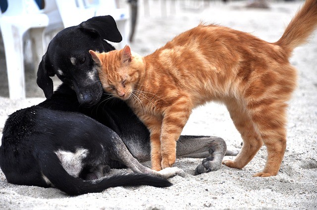 How Climate Change Affects Cats and Dogs: Risks, Symptoms, and Prevention