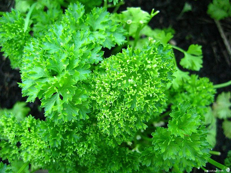 Parsley for Dogs: Health Benefits & Safety Guide