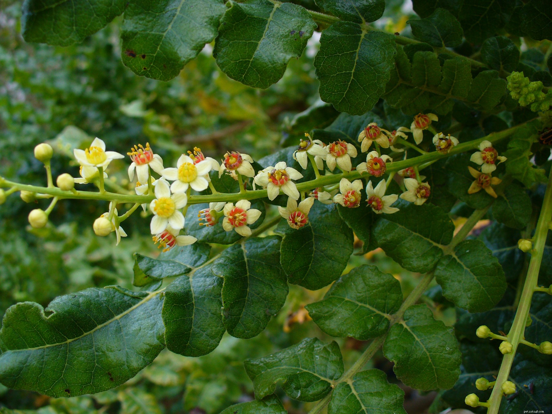 Boswellia for Pets: Proven Pain Relief & Anti-Inflammatory Benefits