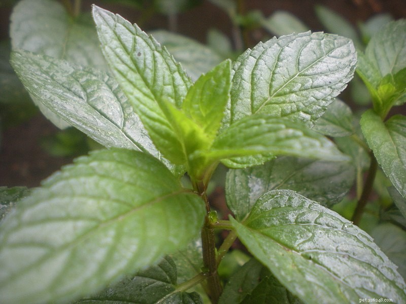 Peppermint for Dogs: Health Benefits and Safe Use Explained