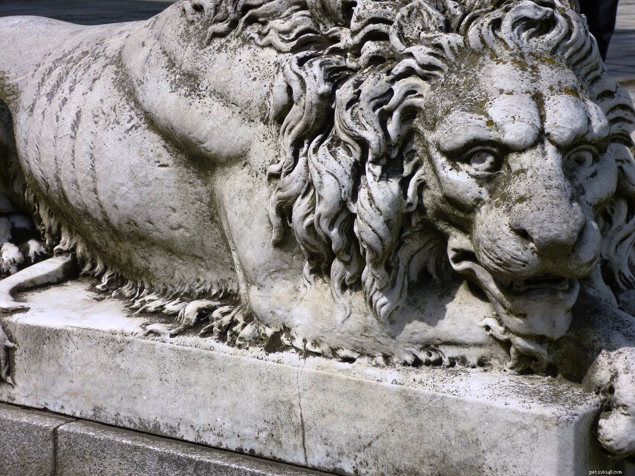Renaissance Canines: The Role of Dogs in 15th‑Century Art