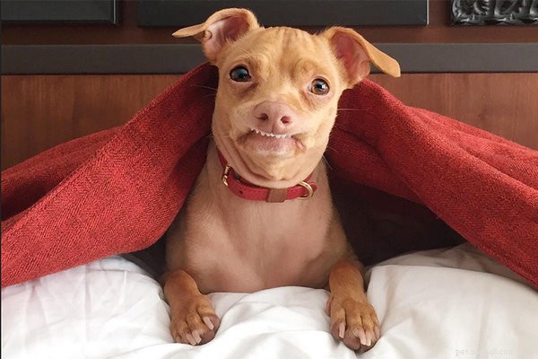 How Long Can You Leave Your Dog Alone? Essential Tips Before You Go