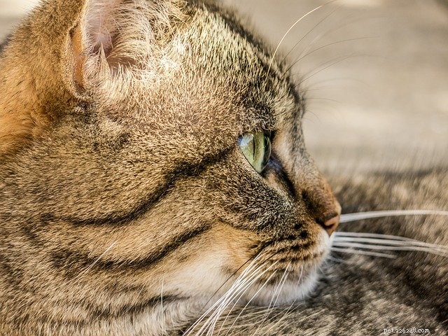 Exploring the Cat Skull: An Evolutionary Marvel
