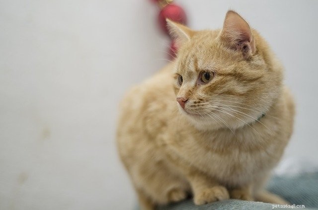 Why Orange Cats Make the Best Pets