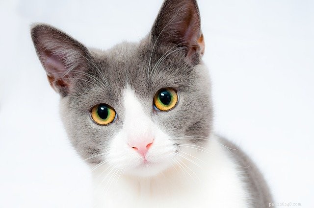 Safe & Effective Homemade Cat Repellents – Keep Your Garden Cat-Free