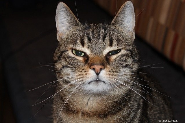 Hilarious Cat Photos That Will Brighten Your Day