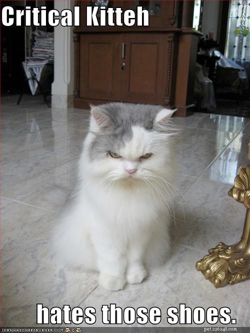 Hilarious Cat Photos That Will Brighten Your Day