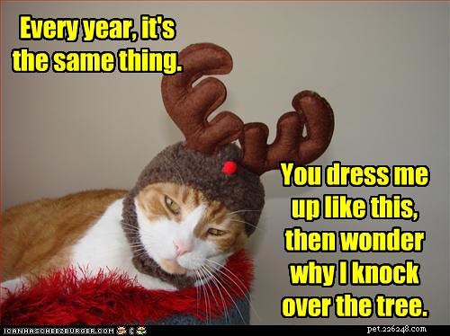 Hilarious Cat Photos That Will Brighten Your Day