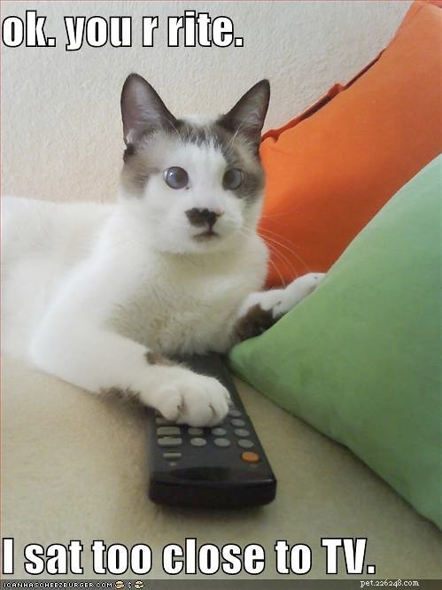 Hilarious Cat Photos That Will Brighten Your Day