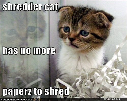 Hilarious Cat Photos That Will Brighten Your Day