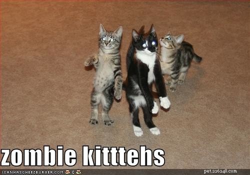 Hilarious Cat Photos That Will Brighten Your Day