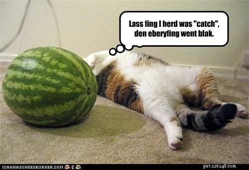 Hilarious Cat Photos That Will Brighten Your Day