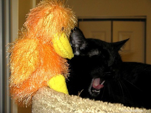 Hilarious Cat Photos That Will Brighten Your Day