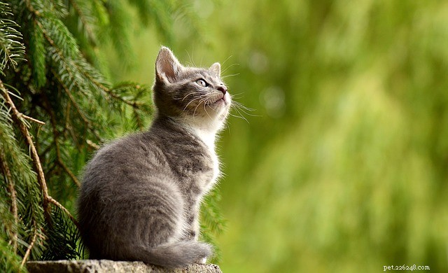 Cute Cat Wallpapers for All Devices: Brighten Your Screen