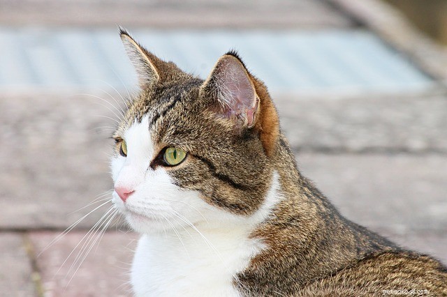 How to Control Ear Mites in Cats: Expert Prevention & Treatment Guide