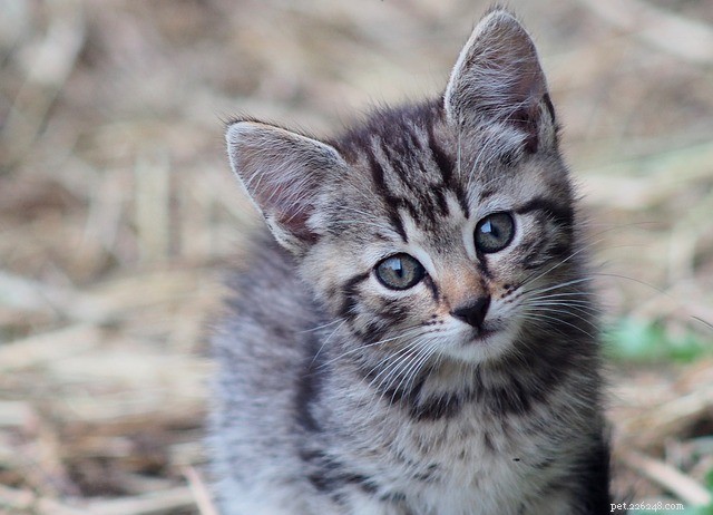 7 Astonishing Facts About Cat Anatomy