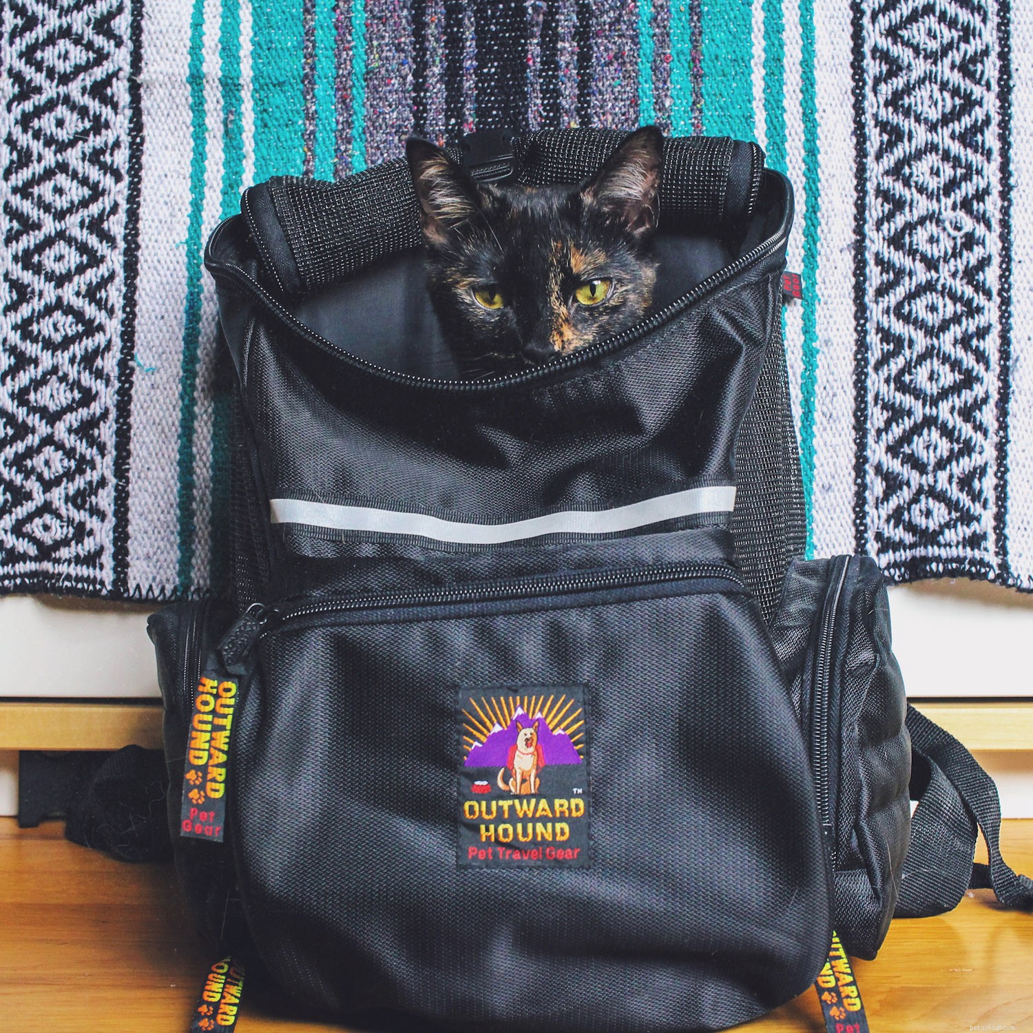 Top Cat Backpacks for Safe, Comfortable Outdoor Adventures