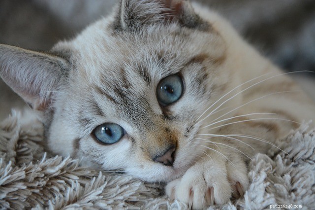 Frontline Plus for Cats: Effectiveness, Features, and Consumer Reviews
