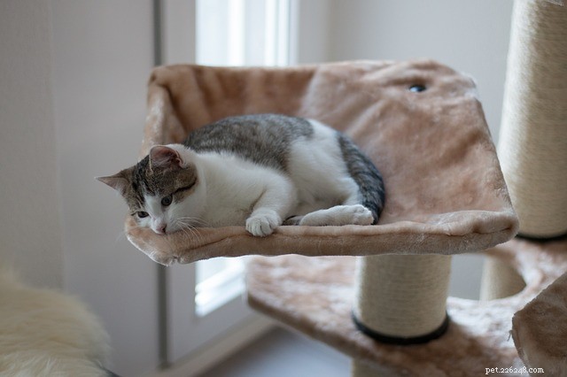 Why a Cat Condo Is the Perfect Gift: Benefits & Features