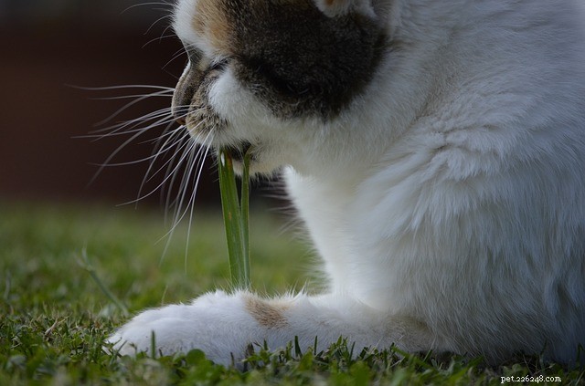Catnip (Nept cataria): Composition, Effects on Cats and Other Felids