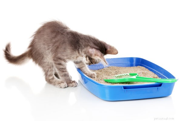 Choose the Best Cat Litter: A Guide for Pet Owners