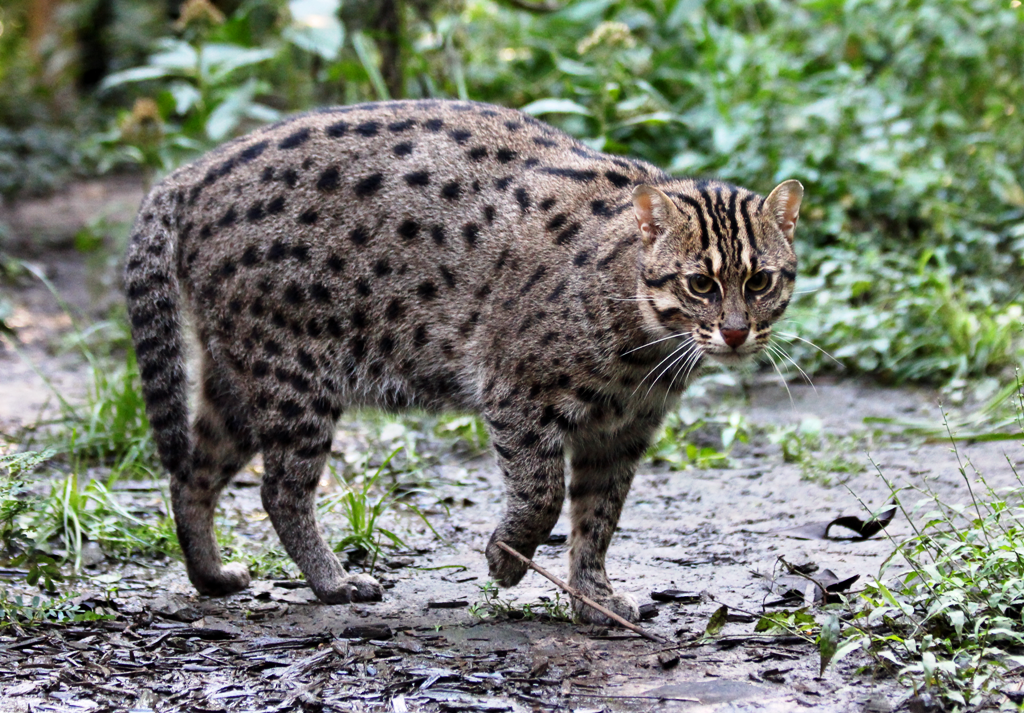 Fishing Cat (Prionailurus viverrinus): A Rare Felid Native to Southeast Asia