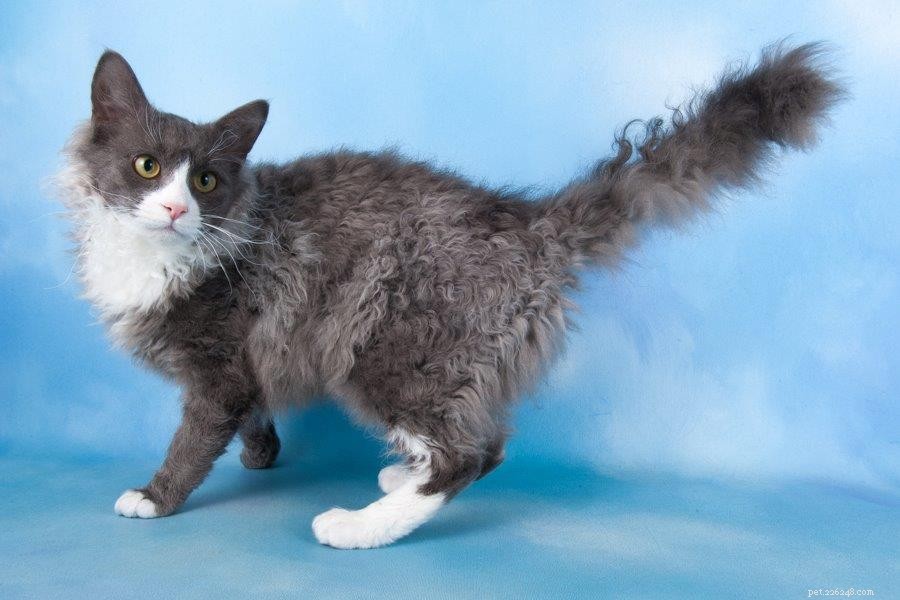 Discover Rare Cat Breeds from Around the Globe