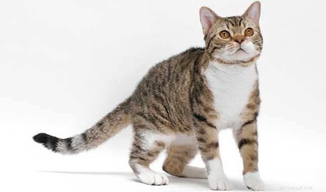 Discover Rare Cat Breeds from Around the Globe