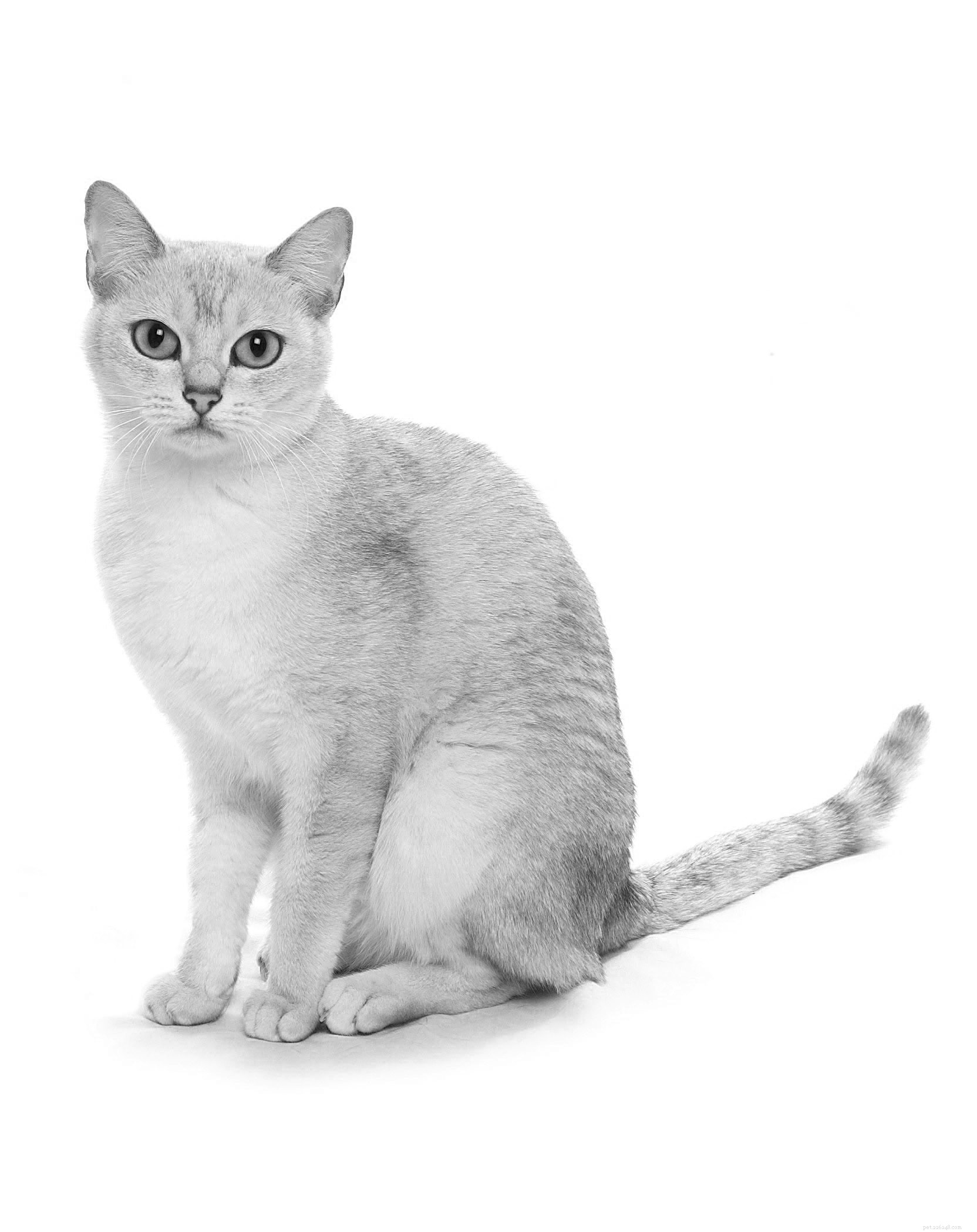 Discover Rare Cat Breeds from Around the Globe