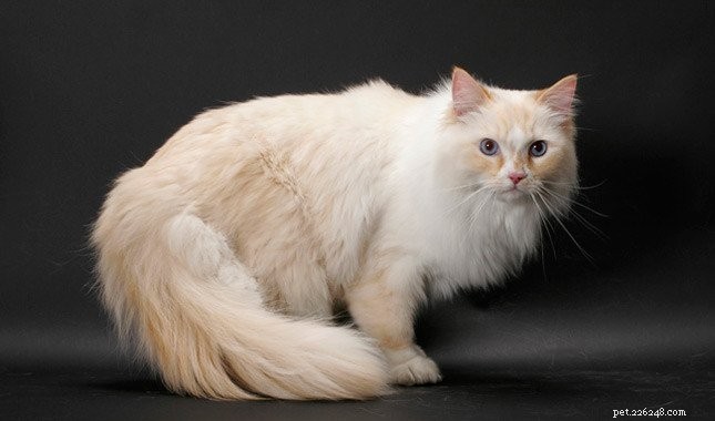 Discover Rare Cat Breeds from Around the Globe