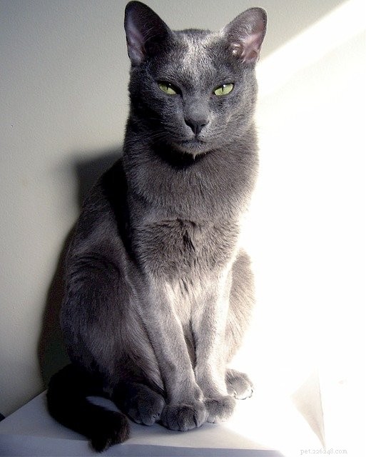 Discover Rare Cat Breeds from Around the Globe