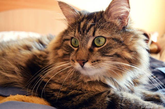 Choose the Perfect Cat Bed: Comfort & Style for Your Feline
