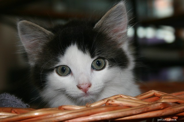 Choosing the Ideal Cat Door: A Guide to Safety and Convenience