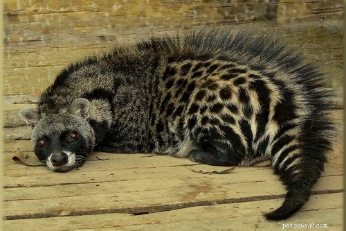 Are Civet Cats Real Cats? Discover the Truth About These Feline Cousins