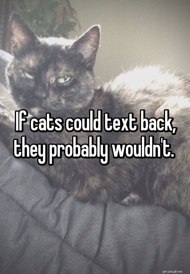 Heartwarming Cat Images to Brighten Your Day
