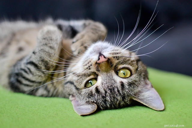 Choosing the Perfect Name for Your New Male Cat: A Guide to Stylish and Meaningful Options