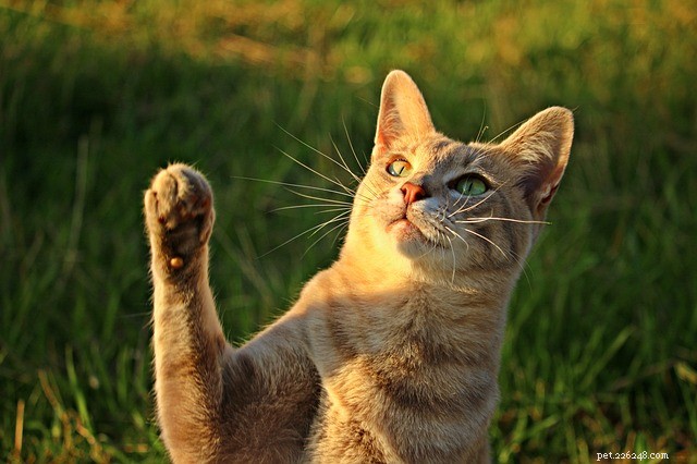 Unlock the Secrets of Cat Paws: Fascinating Facts Every Owner Should Know