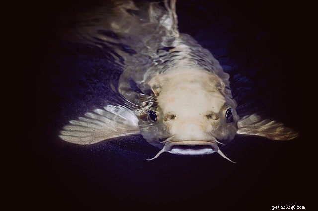 The Curious Origin of the Catfish Name – Explained