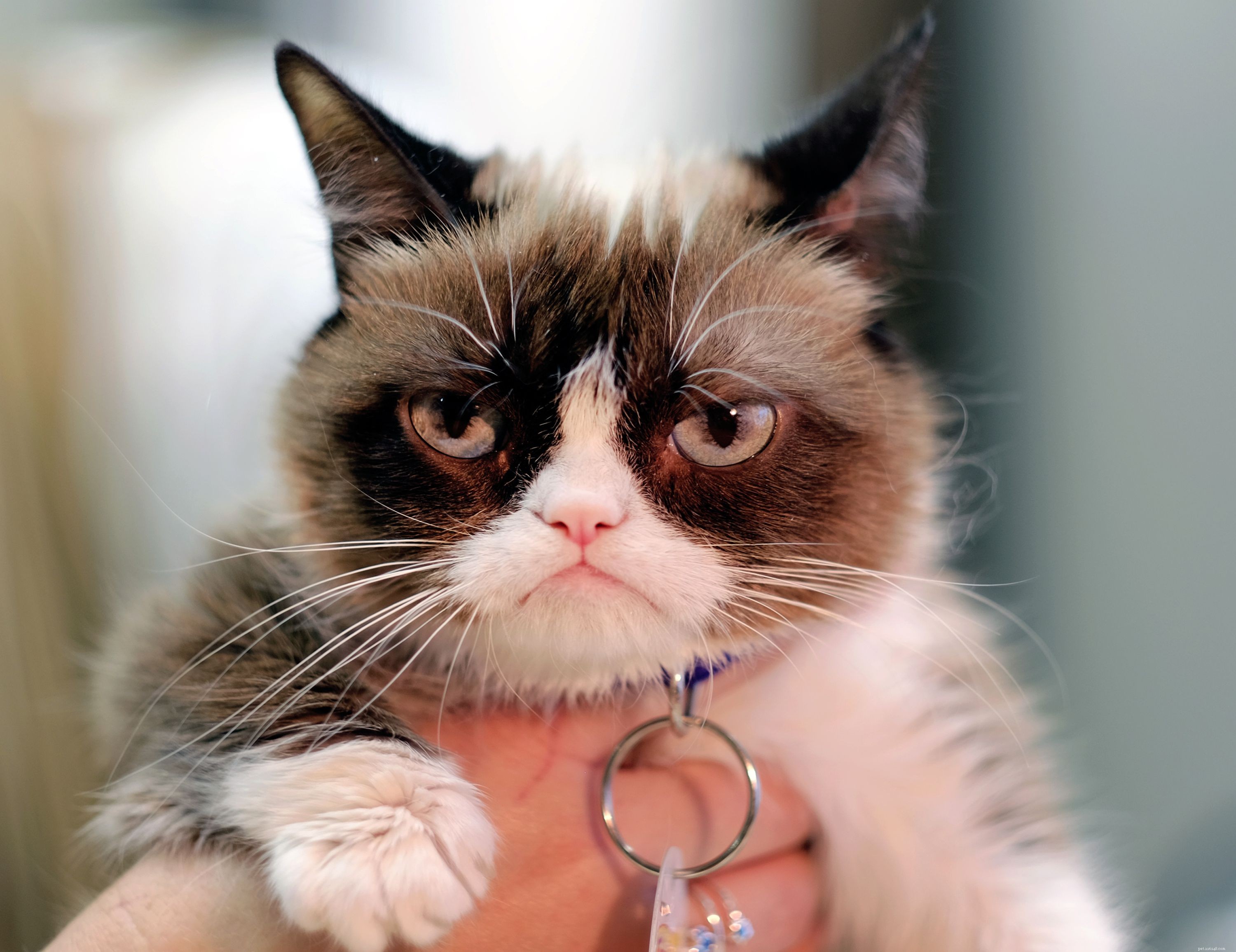 Grumpy Cat Wins $710,000 Copyright Lawsuit: A Feline Legal Victory