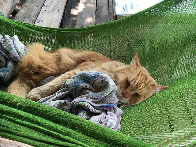 Choosing the Perfect Cat Hammock: Comfort, Value, and Tips