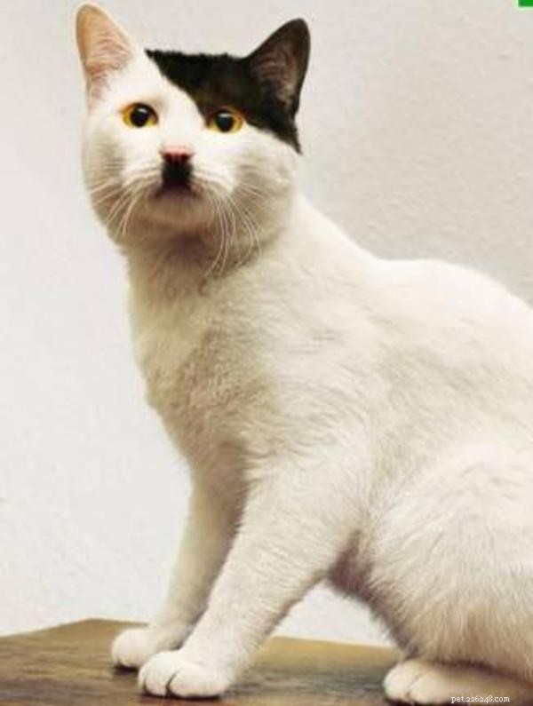 Kitler: Cat Photos That Look Like Hitler – Memes & Historical Insight