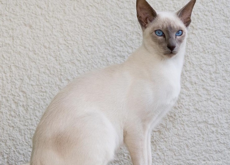 Javanese Cat: Origins, Traits, and Personality Explained