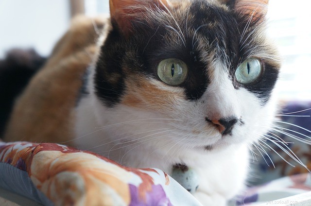 Calico Cats: The Classic White & Colorful Pattern Explained