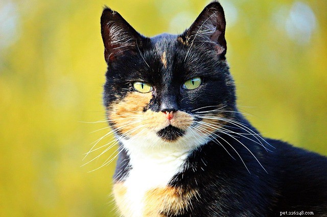 Tortoise‑Shell Cats: What You Need to Know About Their Unique Coloration & Genetics