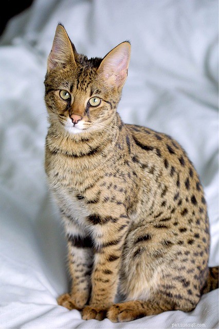 Planning to Adopt a Savannah Cat? Know the Real Price First