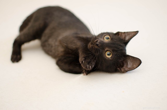 Top Black Cat Names – Unique & Memorable Choices for Your Dark‑Colored Feline